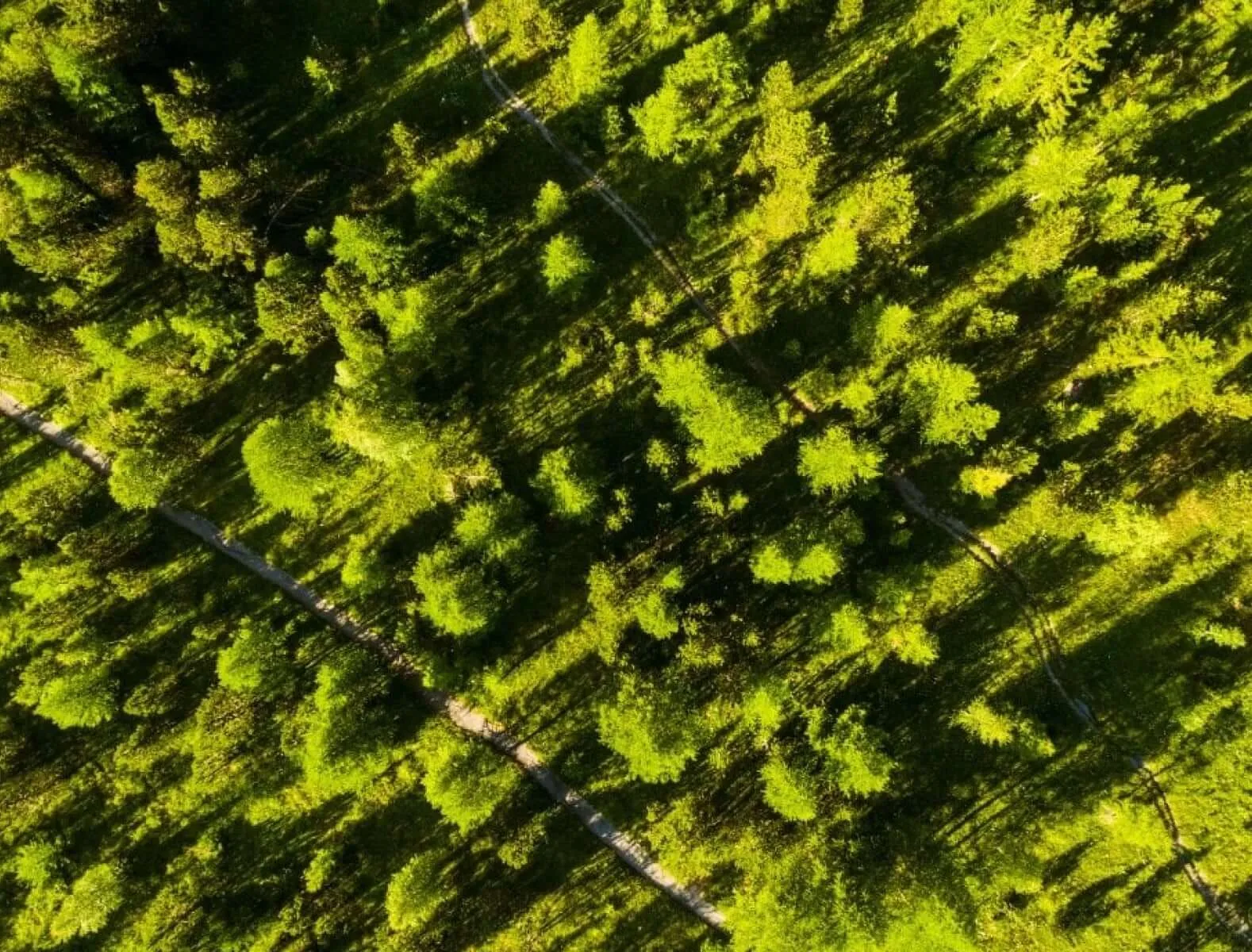 Luftaufnahme eines sonnigen grünen Waldes mit Wegen zwischen den Bäumen
